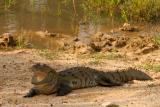 Yala National Park